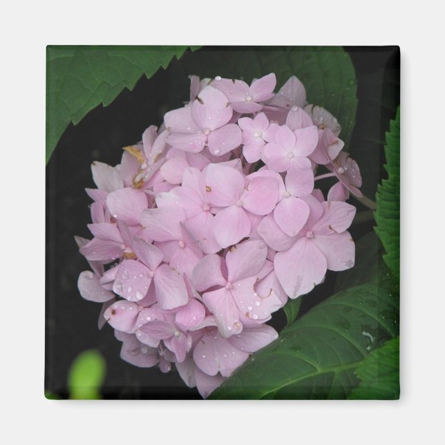 Hydrangea Magnet (Framsidan)