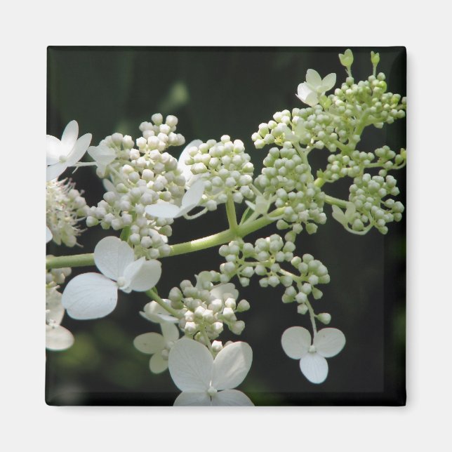 Hydrangea Magnet (Framsidan)