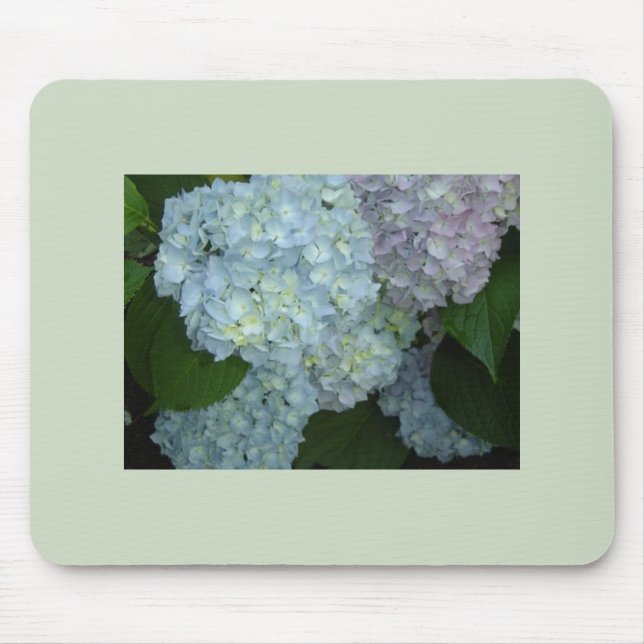 Hydrangea-mousemattor i blomning musmatta (Framsidan)