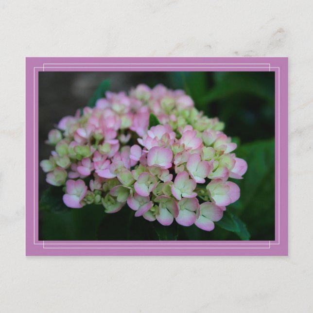 Hydrangea Nigra-vykort Vykort (Framsida)