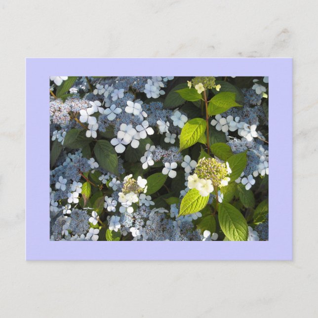 Hydrangea paniculata vykort (Framsida)