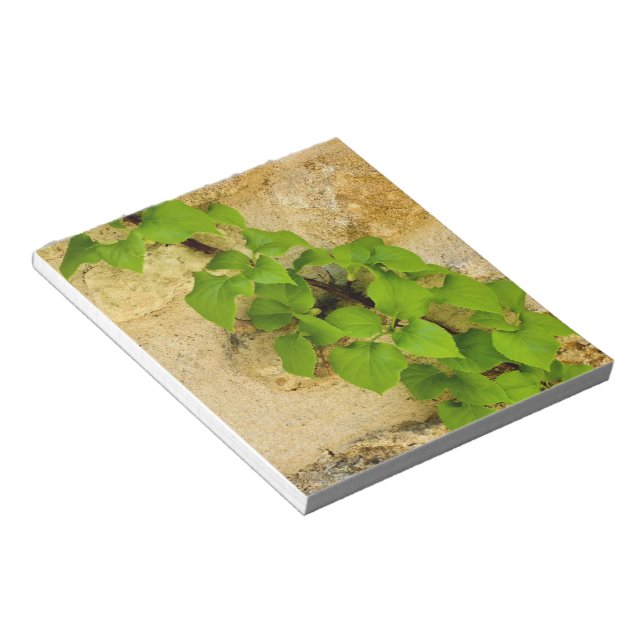 Hydrangea petiolaris anteckningsblock (Vinklad)
