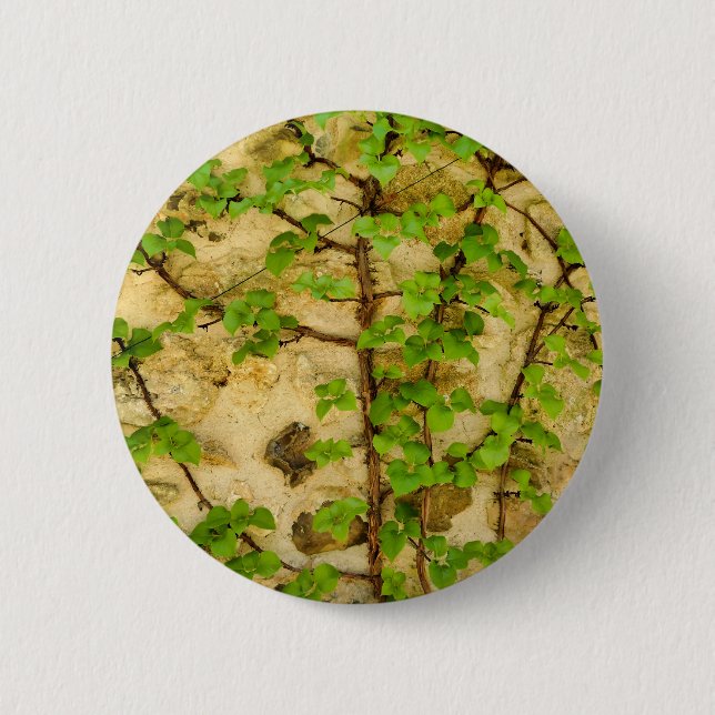 Hydrangea petiolaris Badge Knapp (Framsida)