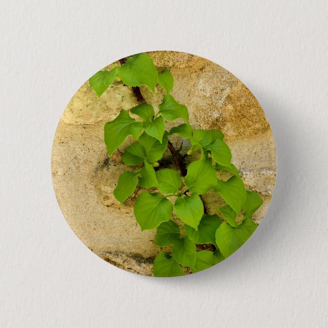 Hydrangea petiolaris Badge Knapp (Framsida)