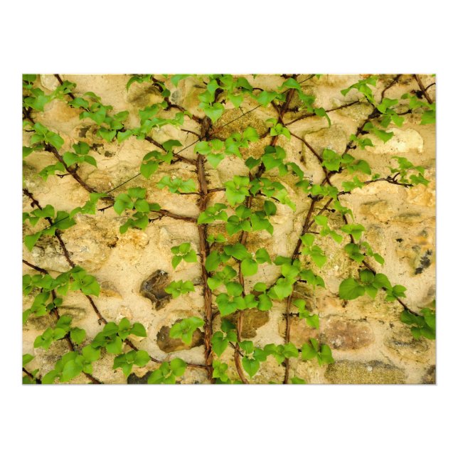 Hydrangea petiolaris fototryck (Framsidan)