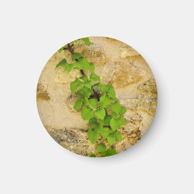 Hydrangea petiolaris magnet (Framsidan)