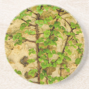 Hydrangea petiolaris underlägg