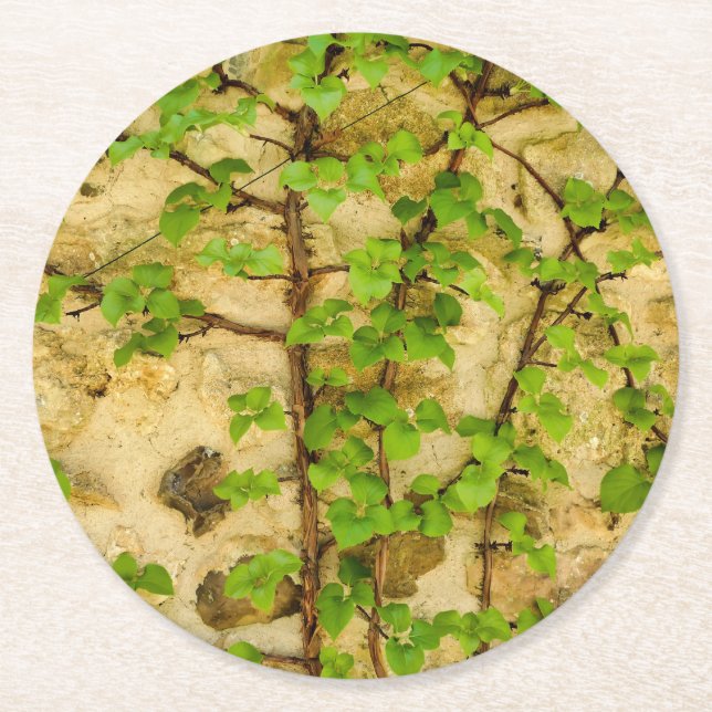 Hydrangea petiolaris underlägg papper rund (Framsidan)