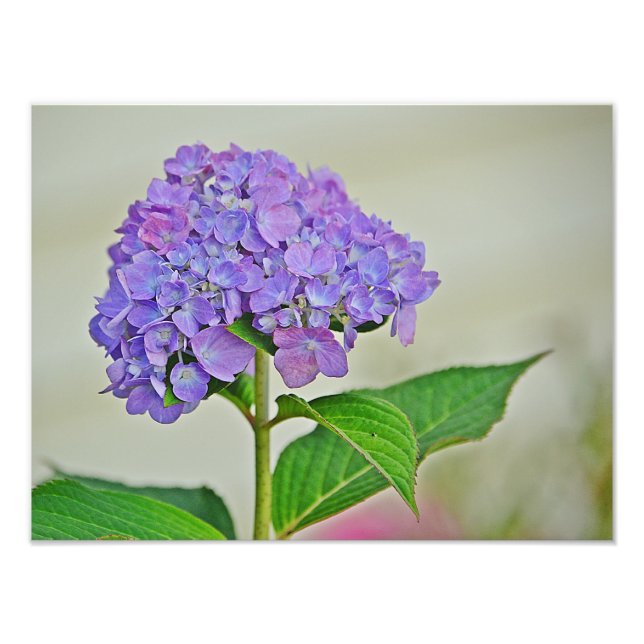 Hydrangea Photo Print Fototryck (Framsidan)
