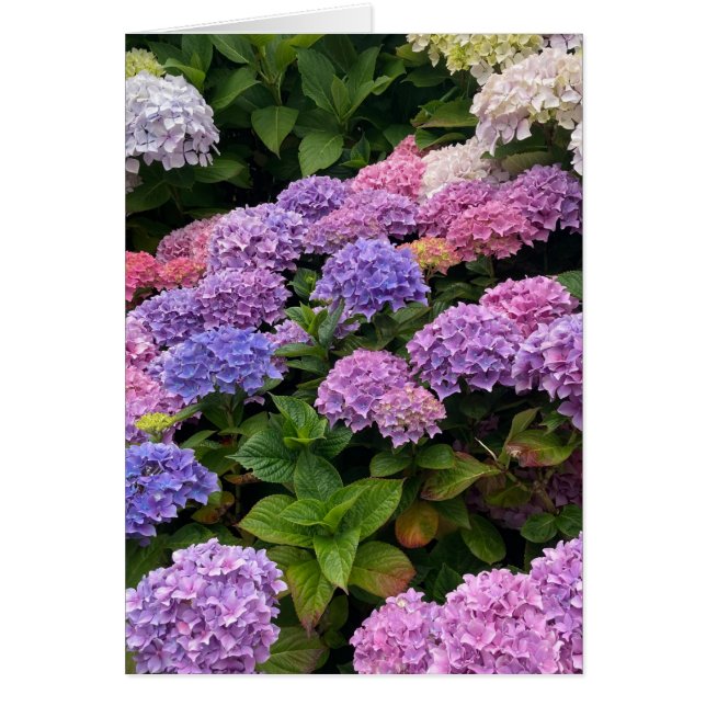 Hydrangea Photograph OBS Kort (Framsidan)