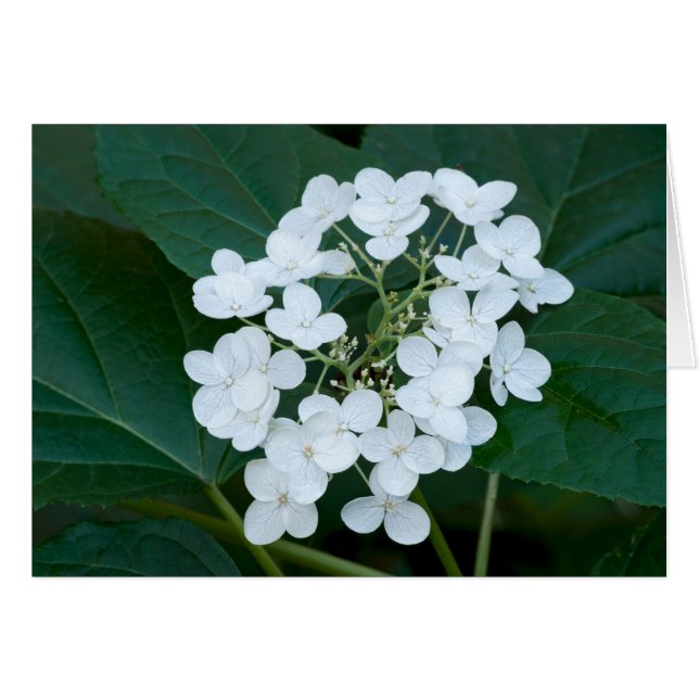 Hydrangea Plant och Flowers OBS Kort (Framsidan Horizontal)
