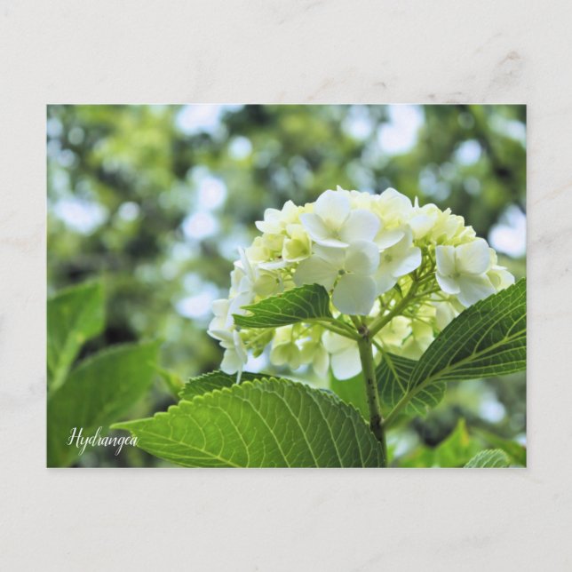 Hydrangea [Postcard] ポストカード Vykort (Framsida)
