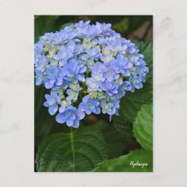 Hydrangea [Postcard] ポストカード Vykort