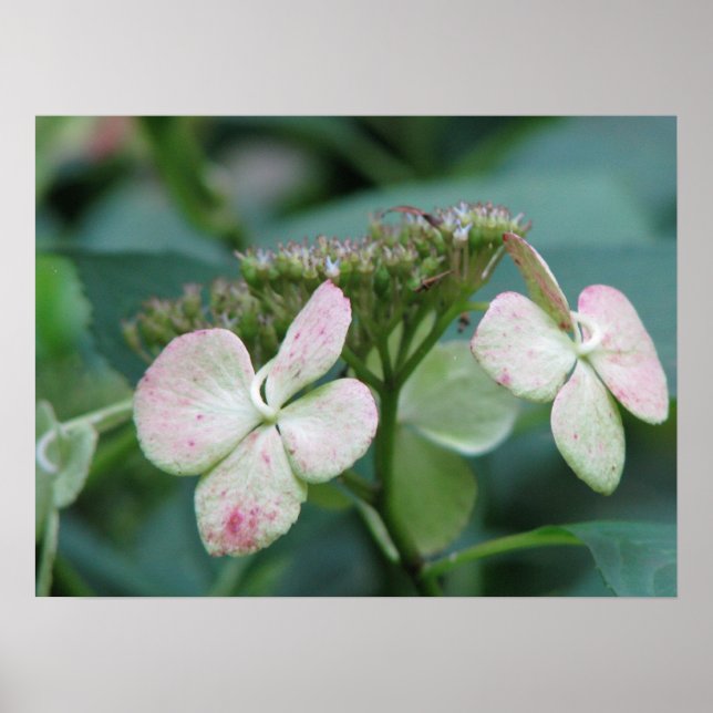 Hydrangea Poster (Framsidan)