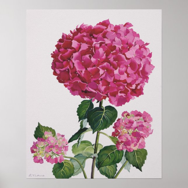 Hydrangea Poster (Framsidan)
