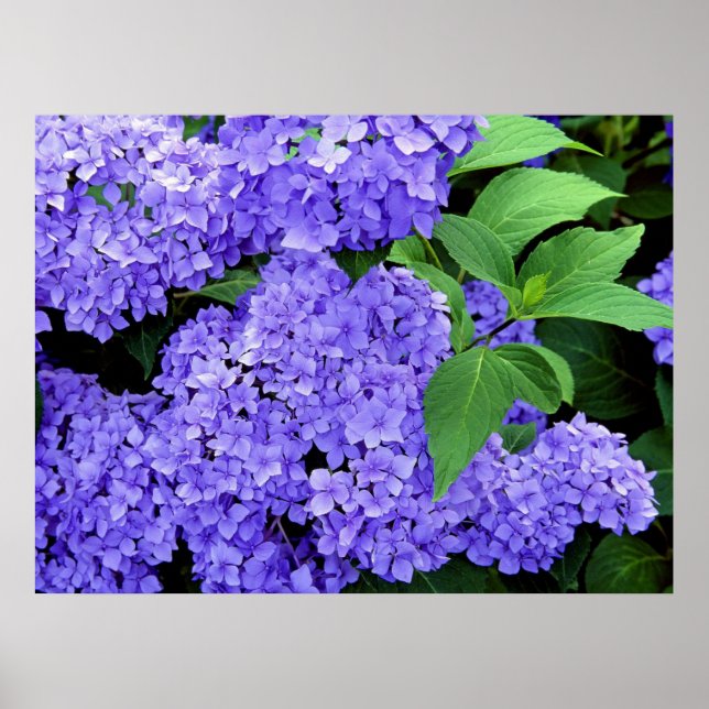 Hydrangea Poster (Framsidan)