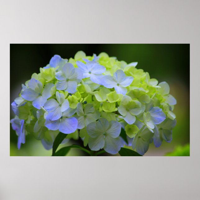 Hydrangea Poster (Framsidan)