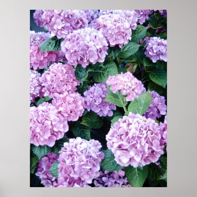 Hydrangea Poster (Framsidan)