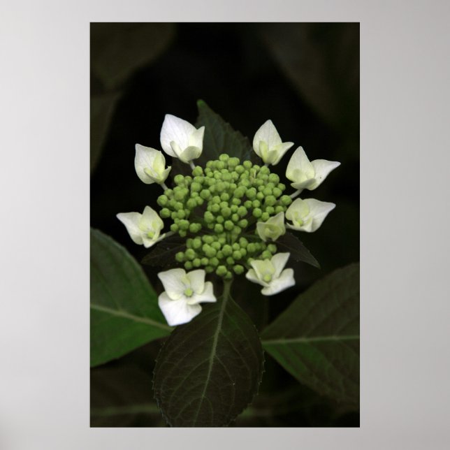 Hydrangea Poster (Framsidan)
