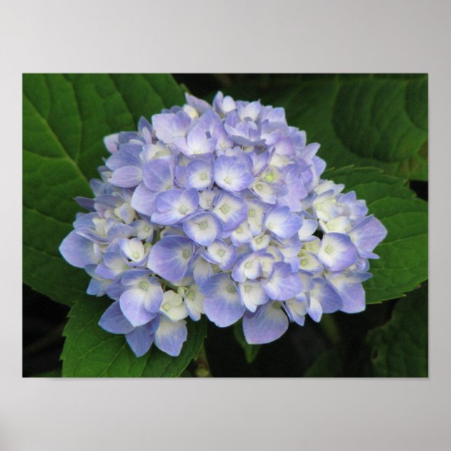 Hydrangea Poster (Framsidan)