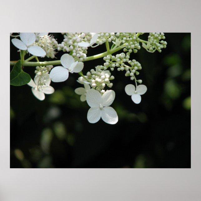Hydrangea Poster (Framsidan)