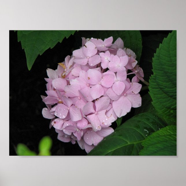 Hydrangea Poster (Framsidan)