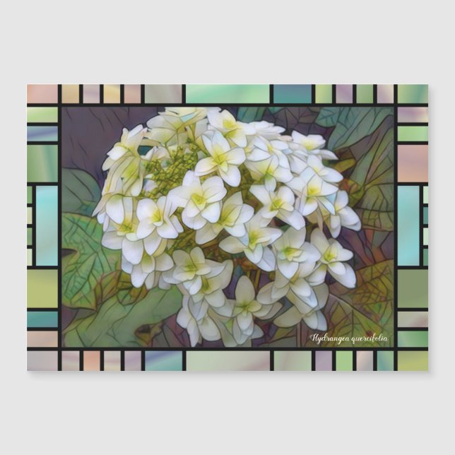 Hydrangea quercifolia [Magnet Card] (Framsida)