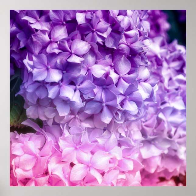 Hydrangea Rainbow Poster (Framsidan)