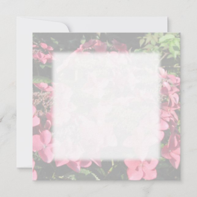 Hydrangea. Rosa blommor. Mjuk Pastel Färg. (Framsida)
