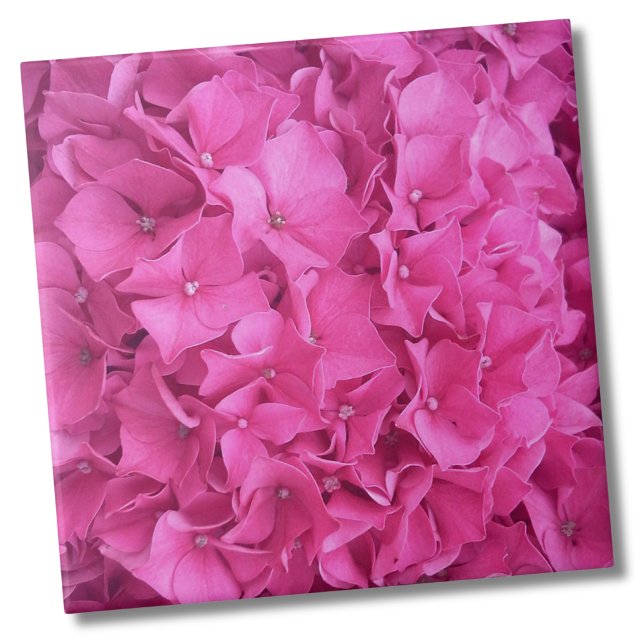 Hydrangea Rosa Flower Mönster Kakelplatta (Trendy Bright Magenta Pink Hydrangea Flower Floral Ceramic Tile)