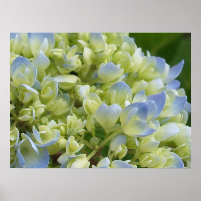 Hydrangea Skriv ut Poster (Framsidan)