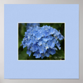 Hydrangea Skriv ut Poster