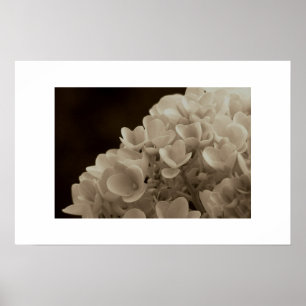 Hydrangea - Skriv ut Poster