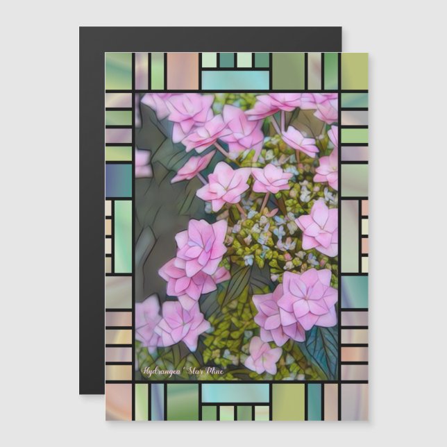 Hydrangea 'Star Mine'  [Magnet Card] (Fram/baksida)
