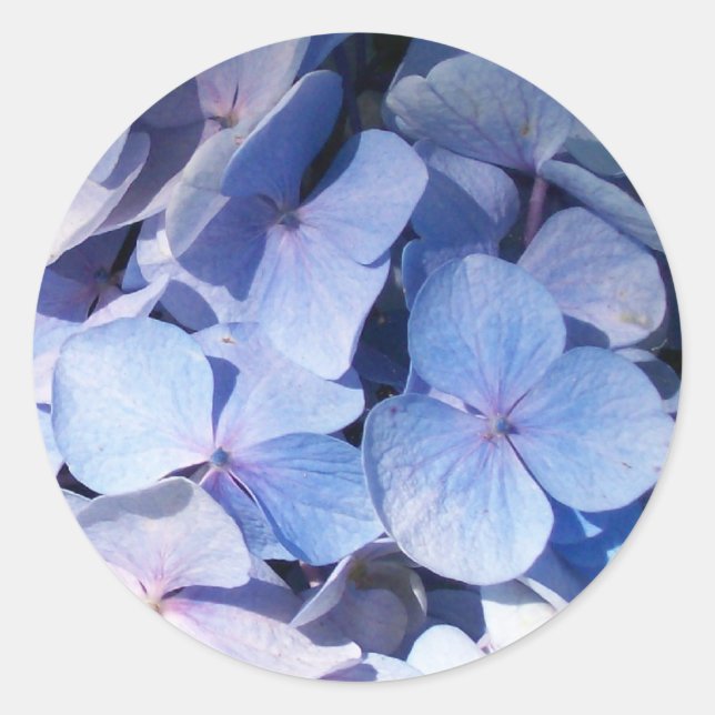 Hydrangea Sticker Runt Klistermärke (Framsida)