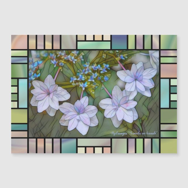Hydrangea 'Sumida-no-hanabi'  [Magnet Card] (Framsida)