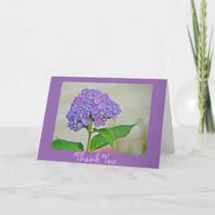 Hydrangea - tack kort