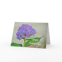 Hydrangea till mors dag