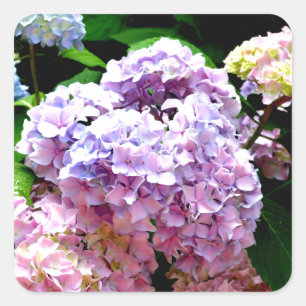 Hydrangea-trädgård, rosa, blått, lila blommigt fyrkantigt klistermärke