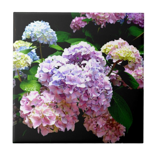Hydrangea-trädgård, rosa, blått, lila blommigt kakelplatta (Framsidan)