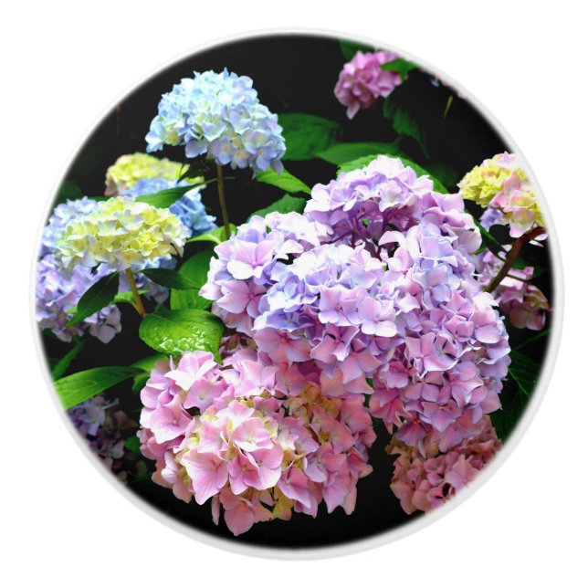 Hydrangea-trädgård, rosa, blått, lila blommigt knopp (Framsidan)