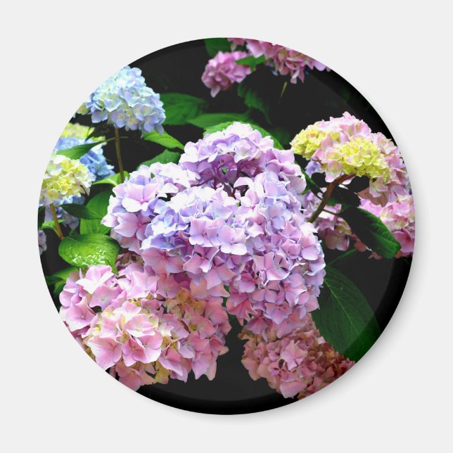 Hydrangea-trädgård, rosa, blått, lila blommigt magnet (Framsidan)