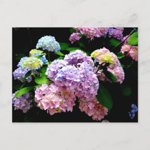 Hydrangea-trädgård, rosa, blått, lila blommigt vykort