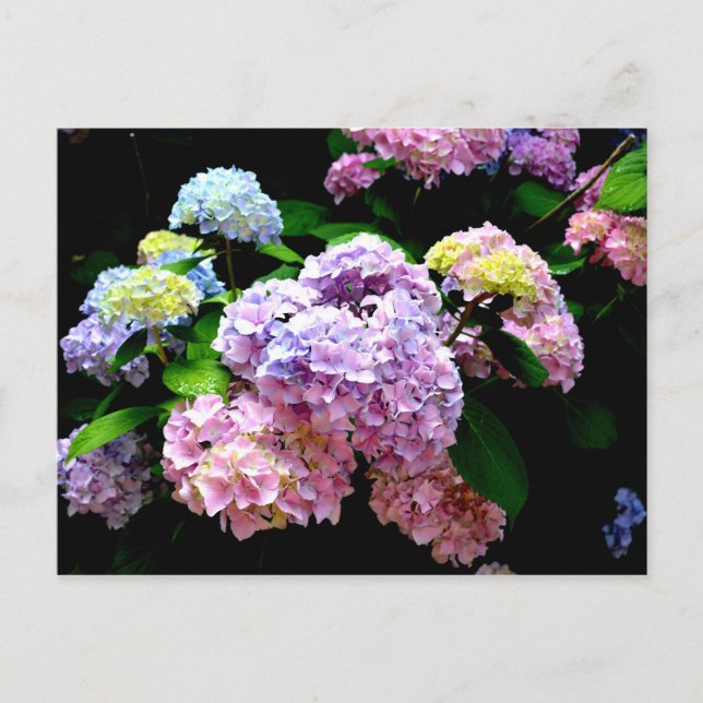 Hydrangea-trädgård, rosa, blått, lila blommigt vykort (Framsida)