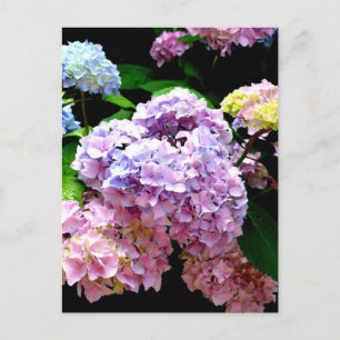 Hydrangea-trädgård, rosa, blått, lila blommigt vykort