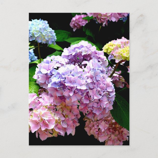 Hydrangea-trädgård, rosa, blått, lila blommigt vykort (Framsida)