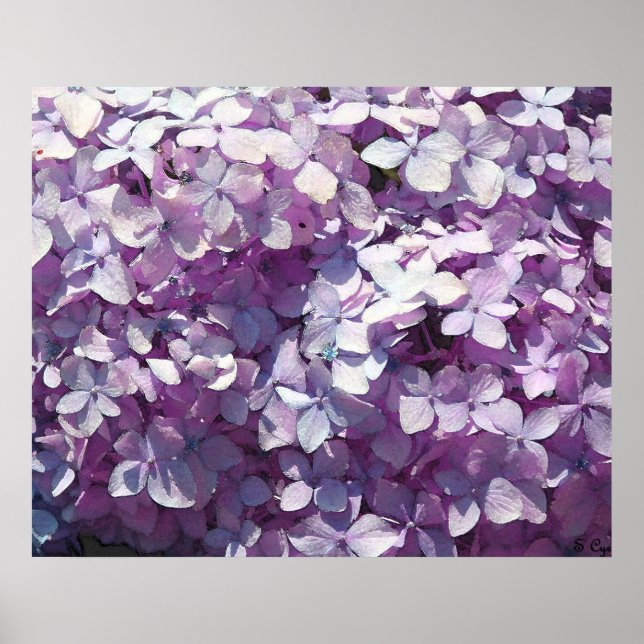 Hydrangea View Poster (Framsidan)