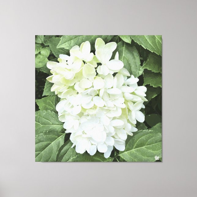 Hydrangea - vit - Kanvastryck (Framsida)