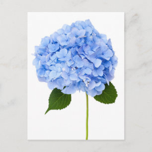 Hydrangea Vykort