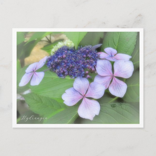 Hydrangea Vykort (Framsida)